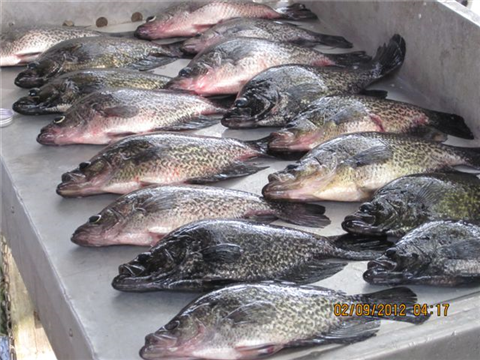 Name:  perch.png
Views: 108
Size:  475.4 KB