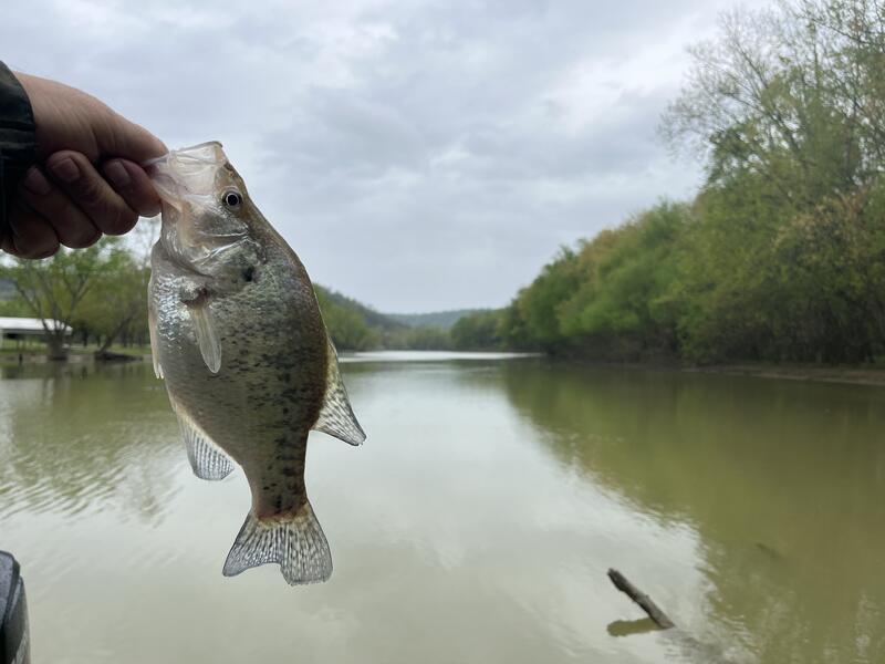 Name:  2025-4-21 Eagle Rainy Day 17 Crappie (8).jpg
Views: 89
Size:  44.1 KB