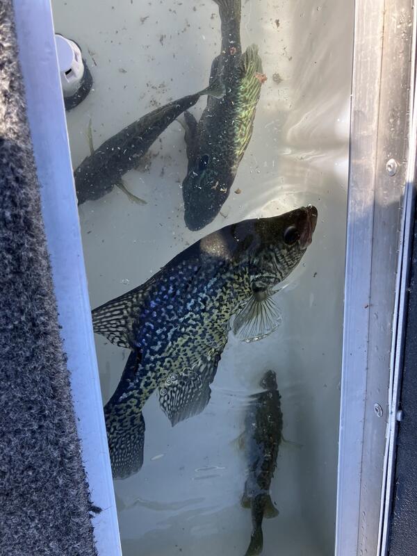 Name:  crappie.jpg
Views: 80
Size:  73.4 KB