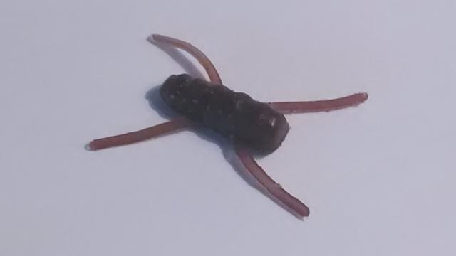 Name:  bug.jpg
Views: 519
Size:  7.1 KB