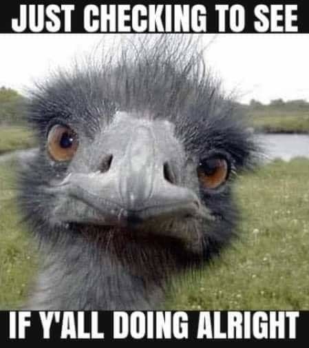 Name:  checking on you.jpeg
Views: 112
Size:  33.3 KB