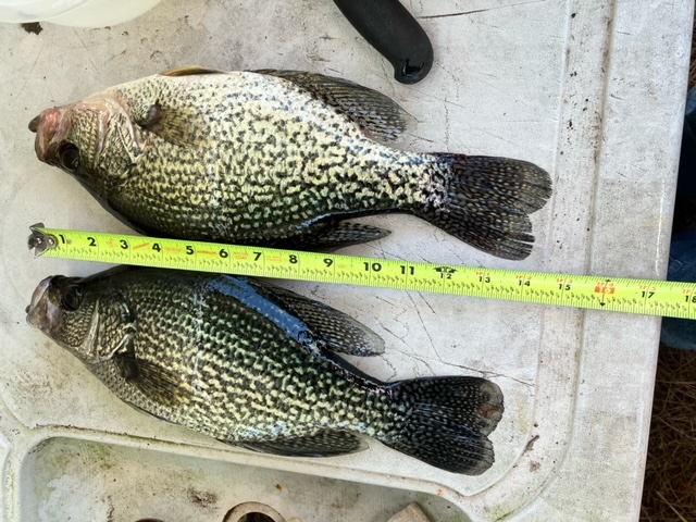 Name:  Fish.jpeg
Views: 348
Size:  172.7 KB