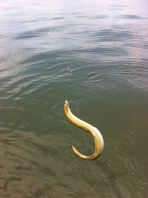 Name:  eel.jpg
Views: 3391
Size:  69.4 KB