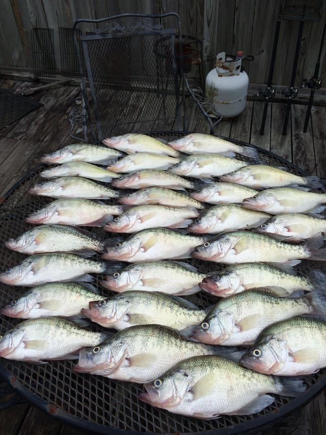 Name:  Fish.jpg
Views: 560
Size:  103.5 KB