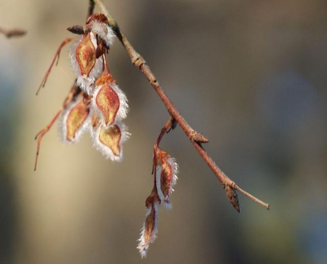 Name:  2buds-2.jpg
Views: 82
Size:  22.1 KB