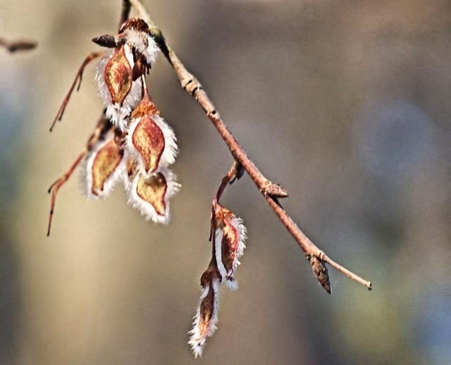 Name:  2buds-3.jpg
Views: 79
Size:  31.5 KB