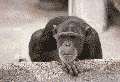 Name:  no-no-no.gif
Views: 95
Size:  29.4 KB