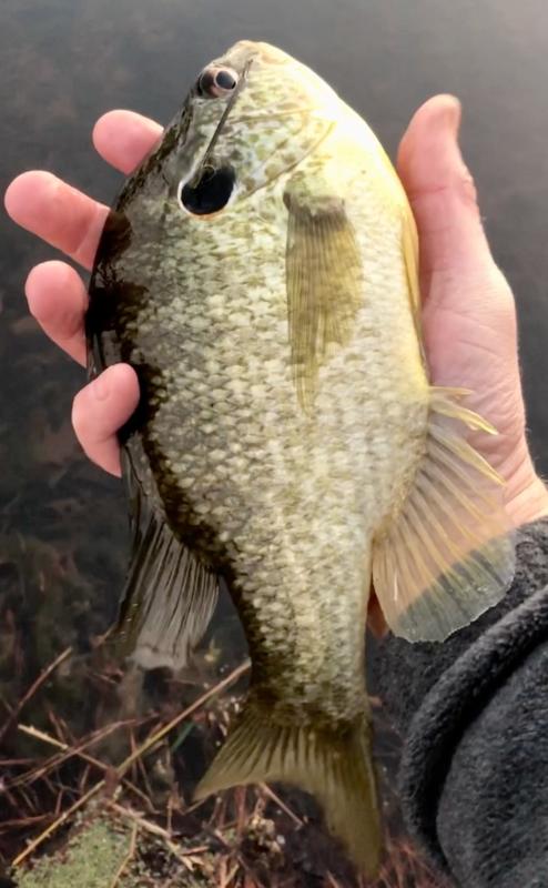 Name:  Shellcracker 18Feb20.jpg
Views: 865
Size:  57.2 KB