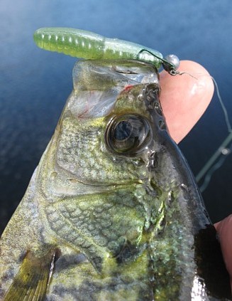 Name:  laminate prl green bulb crappie.JPG
Views: 79
Size:  55.8 KB