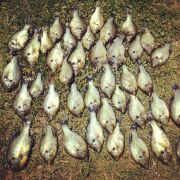 Name:  Shellcracker.jpg
Views: 1057
Size:  13.8 KB