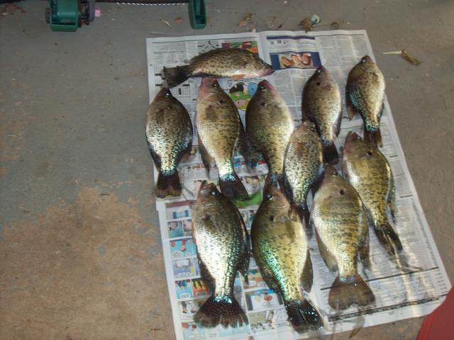 Name:  101_1049.jpg
Views: 152
Size:  51.5 KB
