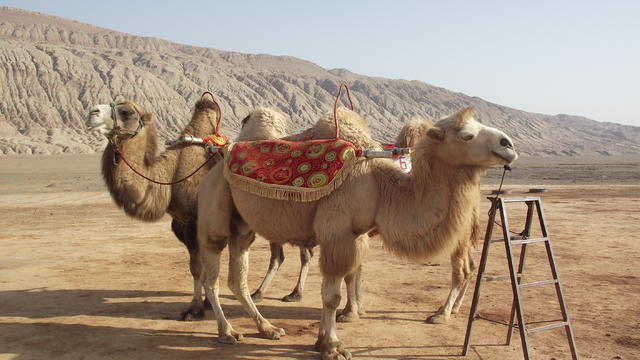 Name:  DSCF0299.jpg
Views: 105
Size:  43.2 KB