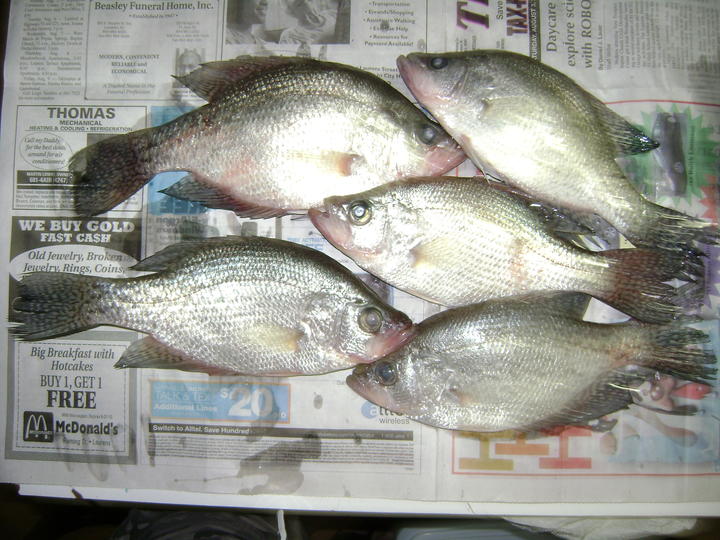 Name:  DSC00301.jpg
Views: 82
Size:  79.7 KB