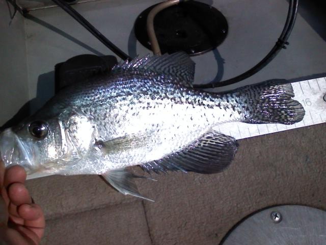 Name:  Norman 5-21-13 My big fish.JPG
Views: 81
Size:  68.5 KB