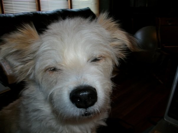 Name:  Lucy.jpg
Views: 137
Size:  36.2 KB