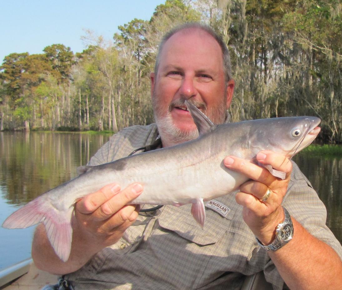 Name:  Catfish - Copy.jpg
Views: 230
Size:  140.9 KB
