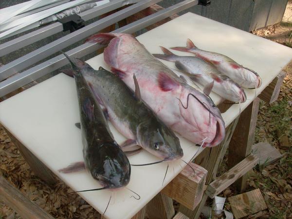 Name:  ujugging catfish 003.jpg
Views: 134
Size:  45.3 KB