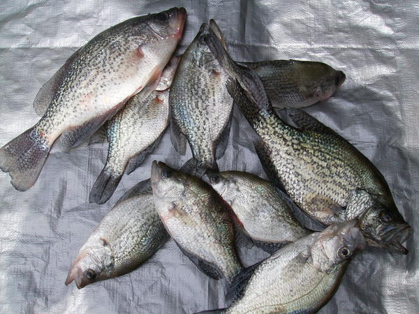 Name:  camping 037.jpg
Views: 104
Size:  67.2 KB