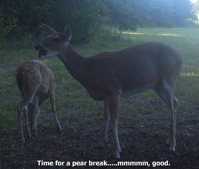 Name:  pear eater.jpg
Views: 266
Size:  52.4 KB