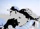 gracie1goose's Avatar