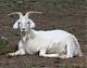Goatkisser's Avatar