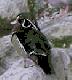 woodduck's Avatar