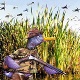 Big CountryNC's Avatar