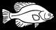 muzzy125acc's Avatar
