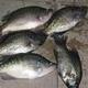 Crappie Pro Wannabe's Avatar