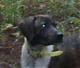 TreeMyDog's Avatar