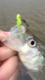 joey's Avatar