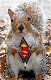 Purple Squirrel's Avatar