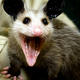 Possum's Avatar