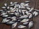 Fishinfred's Avatar