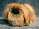 peke's Avatar