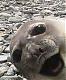Hornyhead Stoneroller's Avatar
