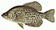 Gaddabout's Avatar