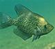 Panfish16's Avatar