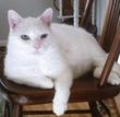 C N's Avatar
