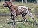 thegundog's Avatar