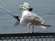 crappie chick's Avatar