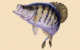 speculator's Avatar
