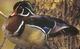 woodduck1956's Avatar