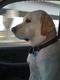 Coupedog's Avatar