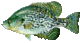 speckman24's Avatar