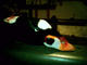 Boneshaker's Avatar