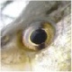 CT Fish 'n Hunt's Avatar