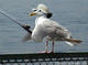 M_a_c_k's Avatar