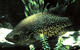 mrgreenheads's Avatar