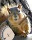 BANJO's Avatar